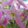 【植物の花の写真】ダイモンジソウ；ユキノシタ科  Saxifraga fortunei var. alpine?；Saxifragaceae  2018年10月21日（日）鹿児島市自宅近所