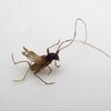 ［材採編］　ハセガワトラカミキリの♂