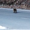 桃太郎になり損ねた(^O^)