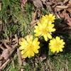 満開の福寿草🌼〜やっぱり自然は最高❣️