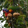 Pear Tree & Rainbow Lorikeets （お正月）