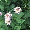 Lantana