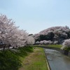 三室山・龍田川　桜満開　梨園の花はつぼみ　　　（24景）