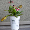 PWルドベキアアーバンサファリ キャニオンレッドを購入し、早速植え付けた