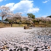 吉四六ランドの桜の宴&#10048;