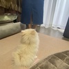 パテラ予防になる簡単エクササイズ！お座りの練習で後ろ足を鍛えよう