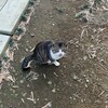 猫といっしょに朝課