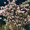 夜桜は何割増し？