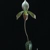 Paph. tonsum 'γ'