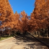 2023 紅葉の旅　そうだ神戸行こう　1日目　森林植物園と須磨離宮公園