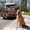 森林公園で梅見さんぽ