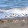 北海道のシギチの渡り・前哨戦（8月2〜8日）