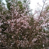 桜を見たかい