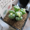 コノフィツム。。。(>_<)