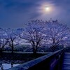 福岡堰の夜明けのサクラ（つくばみらい市）～つくば市とその周辺の風景写真案内（３８９）