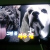 「チョンイVSチョコ 2匹の犬の終わらない戦い」（TV動物農場）