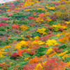 紅葉の栗駒山