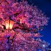 夜桜を～