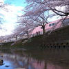 淀んだ気持ちで眺める今年の桜