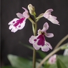 Amitostigma lepidum 'blotch form'