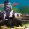エンツユイ Myxocyprinus asiaticus