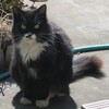 実家での飼い猫「クロ」の死