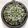 Dyckia ‘Red Wing’ （ディッキア ‘レッド ウィング’）BBYの育て方 & 生育記録 Vol. 1