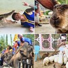 ナコンパトムの象やワニのショーが人気の動物園　サンプラーン・エレファント・グランド&ズー