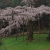 小田原市入生田　　長興山紹太寺のしだれ桜　2016