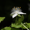 里山の花