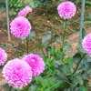 世羅高原農場のダリアたち （83）　～ 花はみんなをしあわせにする ～