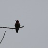 アンナハチドリ(Anna's Hummingbird)