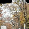 紅葉葉の日ごと彩る養学校