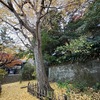 冬来・冬に入る・冬の初め・冬さるを詠んだ短歌２　鎌倉安国論寺の門前のイチョウはほとんど落葉し，境内には，イチョウの絨毯が敷かれた状態でした．　いと寒き冬に　入りゆくしづけさを思ひてゐるは，さびしきものを　釈迢空　　あたらしく冬きたりけり鞭のごと幹ひびき合い竹群はあり　宮柊二　　立冬の朝に干せるわが蒲団に力尽きたる蜻蛉がいこふ　島田修二　　ひとり居に浜木綿を置き夜ごと見るながき葉黄ばみ冬に入るさま　高野公彦
