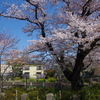 川崎市 久地の円筒分水と桜