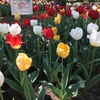 【2021年4月上旬】日比谷公園のチューリップが見頃！赤・白・黄色ときれいだったよ