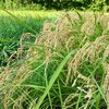長月～野に咲く花