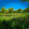 四季の里公園（守谷市）～つくば市とその周辺の風景写真案内（１０９５） 