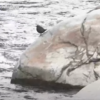 12月～　木曽川飛騨川水系の野鳥たち！