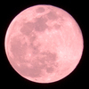 4月の満月は英語で”Pink Moon”