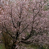 和琴半島の山桜