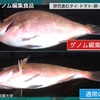 ゲノム編集食品の流通が今月から始まったらしいが、本当に安全なものなのか