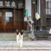 地元繁華街のねこさん