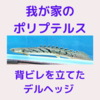 我が家の古代魚！背ビレを立てたポリプテルスデルヘッジが格好いい！