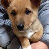 子犬を交通事故に遭わせてしまった話