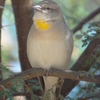 Chestnut-shouldered Petronia コイワスズメ（インドの鳥その133）