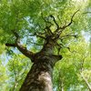 大きなブナの木の下で