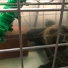 クサガメ🐢ポコの飼育日記🐢⑰