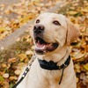 The Benefits Of The Dog Gps Collar