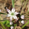 (398) Allium macrostemon